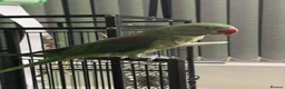 Parrots birds for sale: Alexandrine hand tame (NOT HAND REARED) - Advert 11
