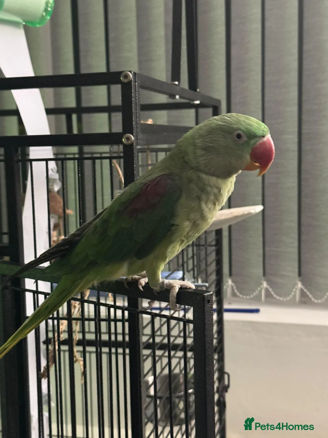 Parrots birds for sale: Alexandrine hand tame (NOT HAND REARED) - Advert 11
