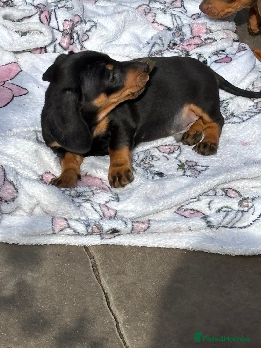Miniature Dachshund dogs for sale: Mini dachshund smooth 1 choc&tan boy available  - Image 29