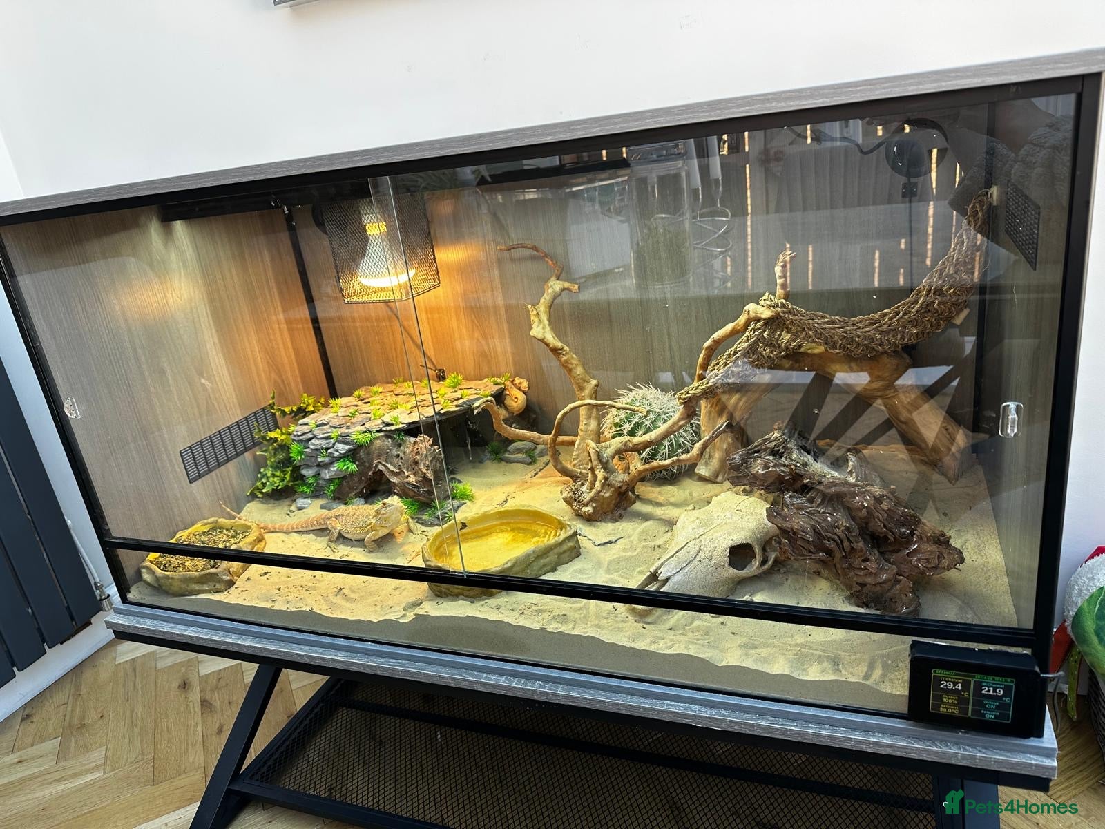 Bearded Dragon reptiles for sale: Bearded Dragon & Full 5 star Set Up  - Advert 1