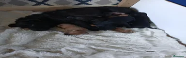 Patterjack 2