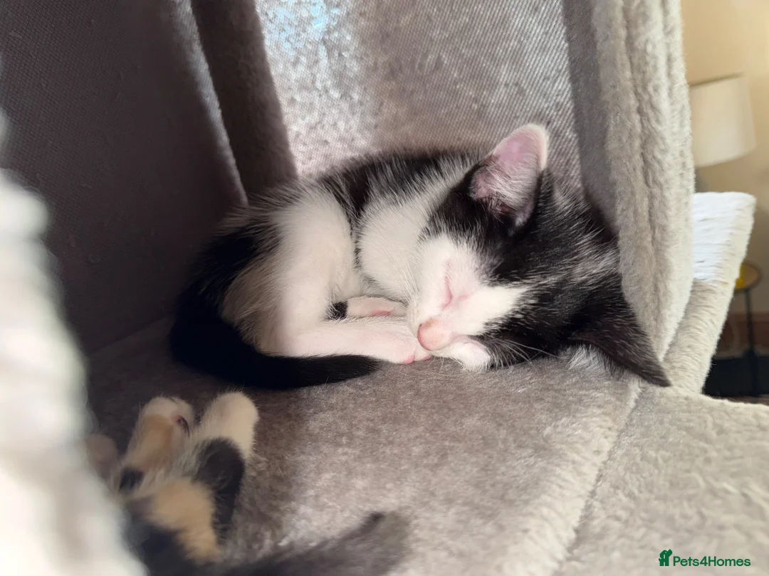 Domestic Shorthair cats for sale: Beautiful Male kitten for rehoming  - Advert 12