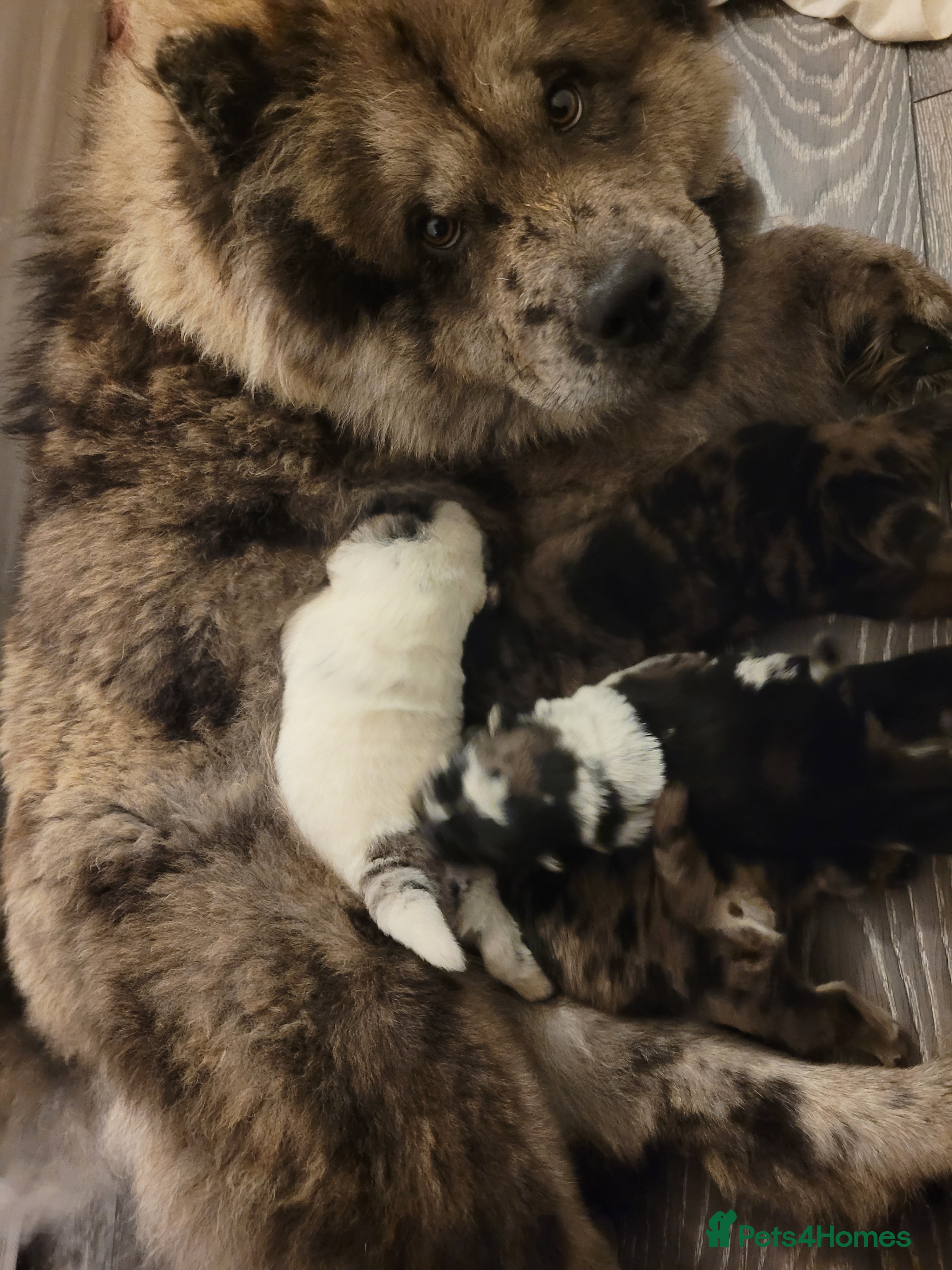 Chow Chow dogs 5 beautiful Merle rainbow chow chow puppies  - Advert 1