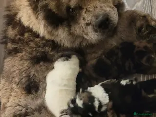 Chow Chow dogs 5 beautiful Merle rainbow chow chow puppies - Advert 10