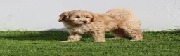 Cavapoochon dogs for sale: Beautiful Cavapoochon puppies for sale - Advert 29