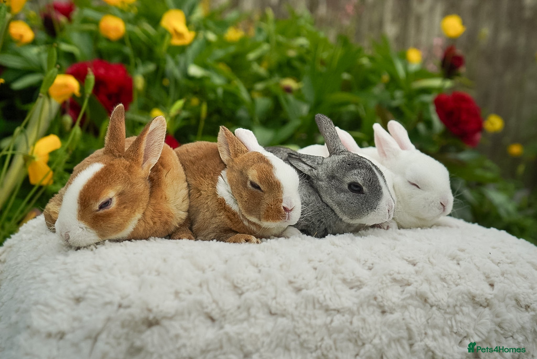 Rex rabbits for sale: Vienna Mini Rex in Ellesmere - Advert 2