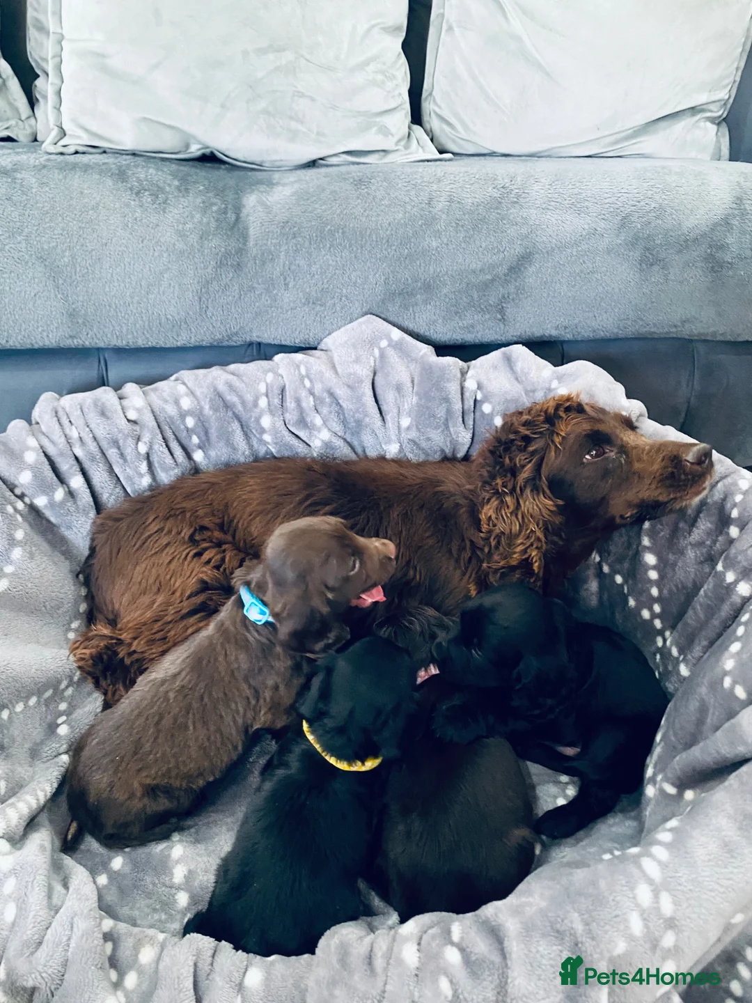 Cocker Spaniel dogs for sale: Peppa beautiful puppies - Advert 17