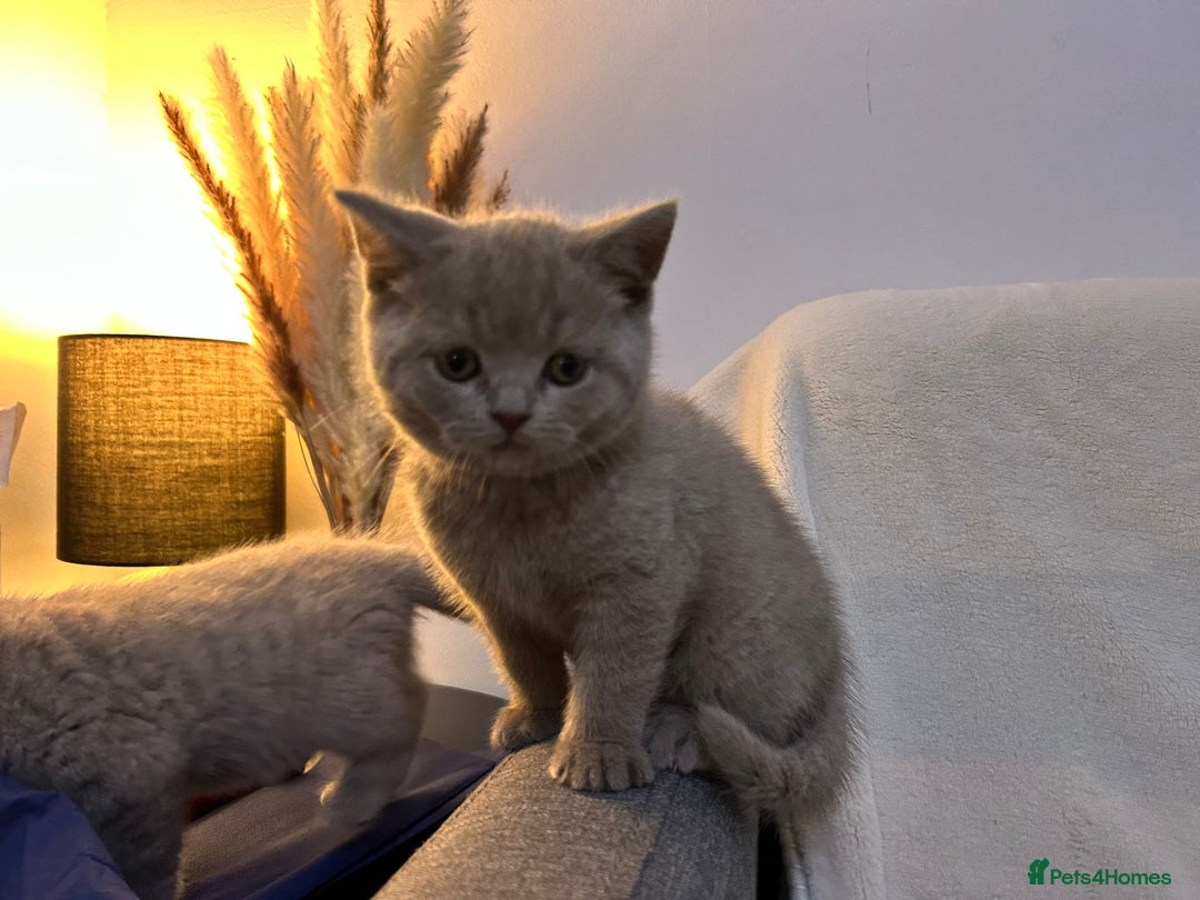 British Shorthair cats for sale: Stunning British Shorthair Lilac are available  - Advert 15
