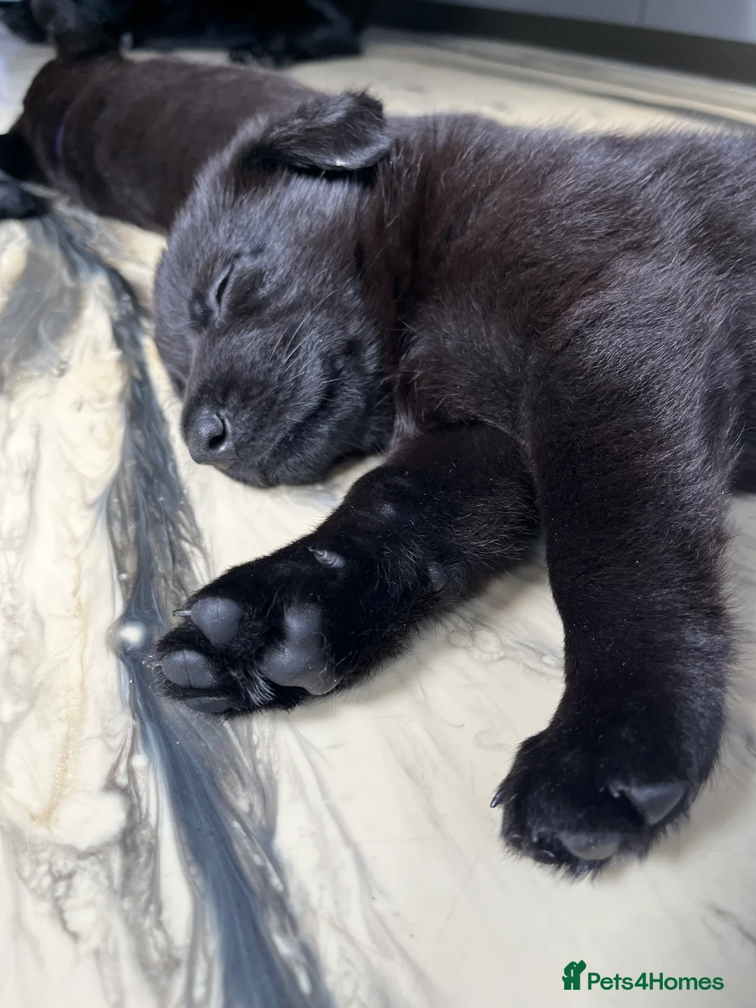 German Shepherd dogs for sale: Solid black German Shepard for sale  - Advert 2