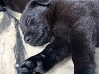 German Shepherd dogs Solid black German Shepard for sale - Advert 9