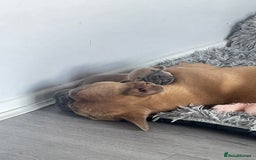 French Bulldog dogs for sale: 7 week old French bulldog puppies  - Image 11