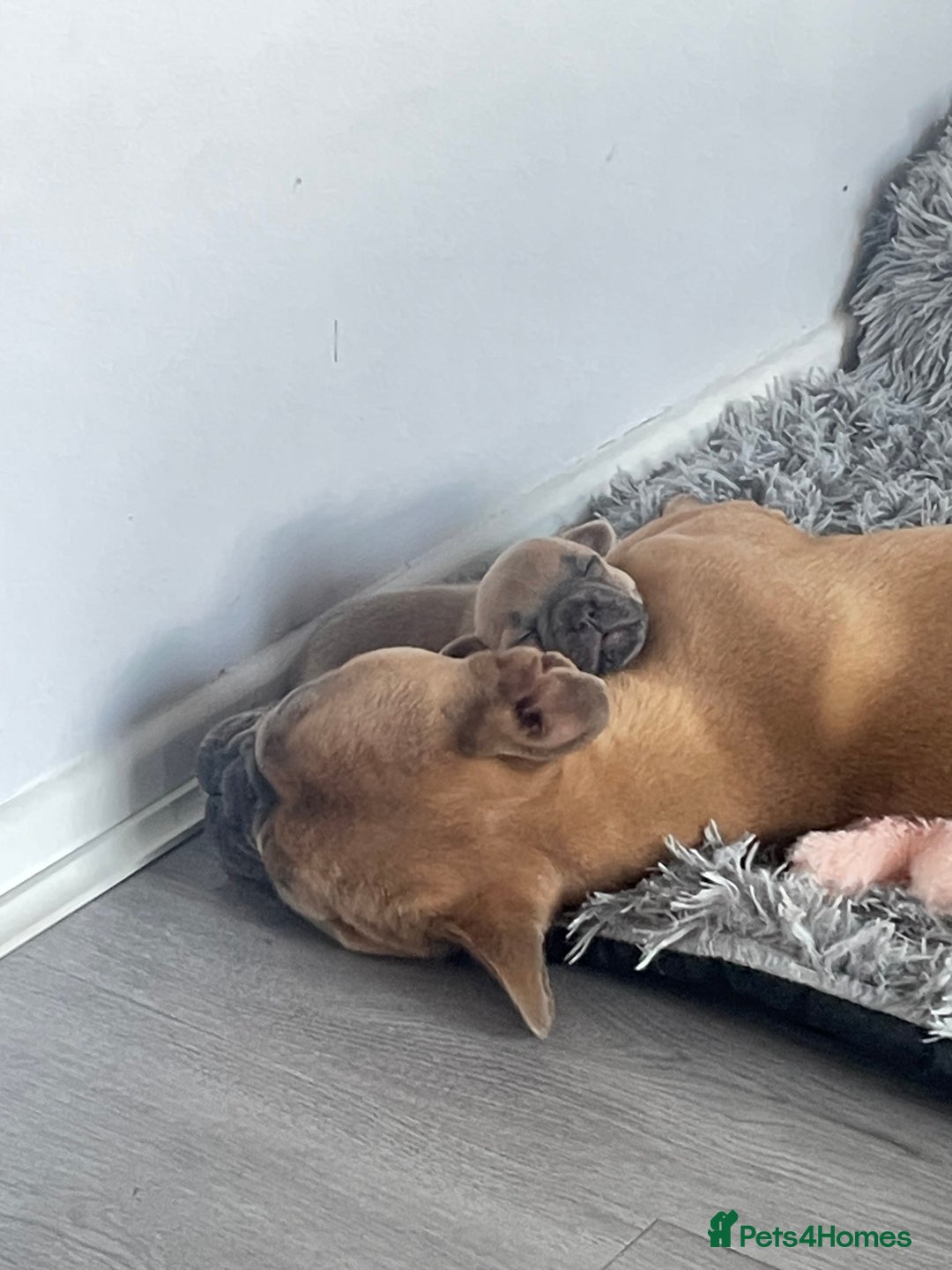 French Bulldog dogs for sale: 7 week old French bulldog puppies  - Image 11