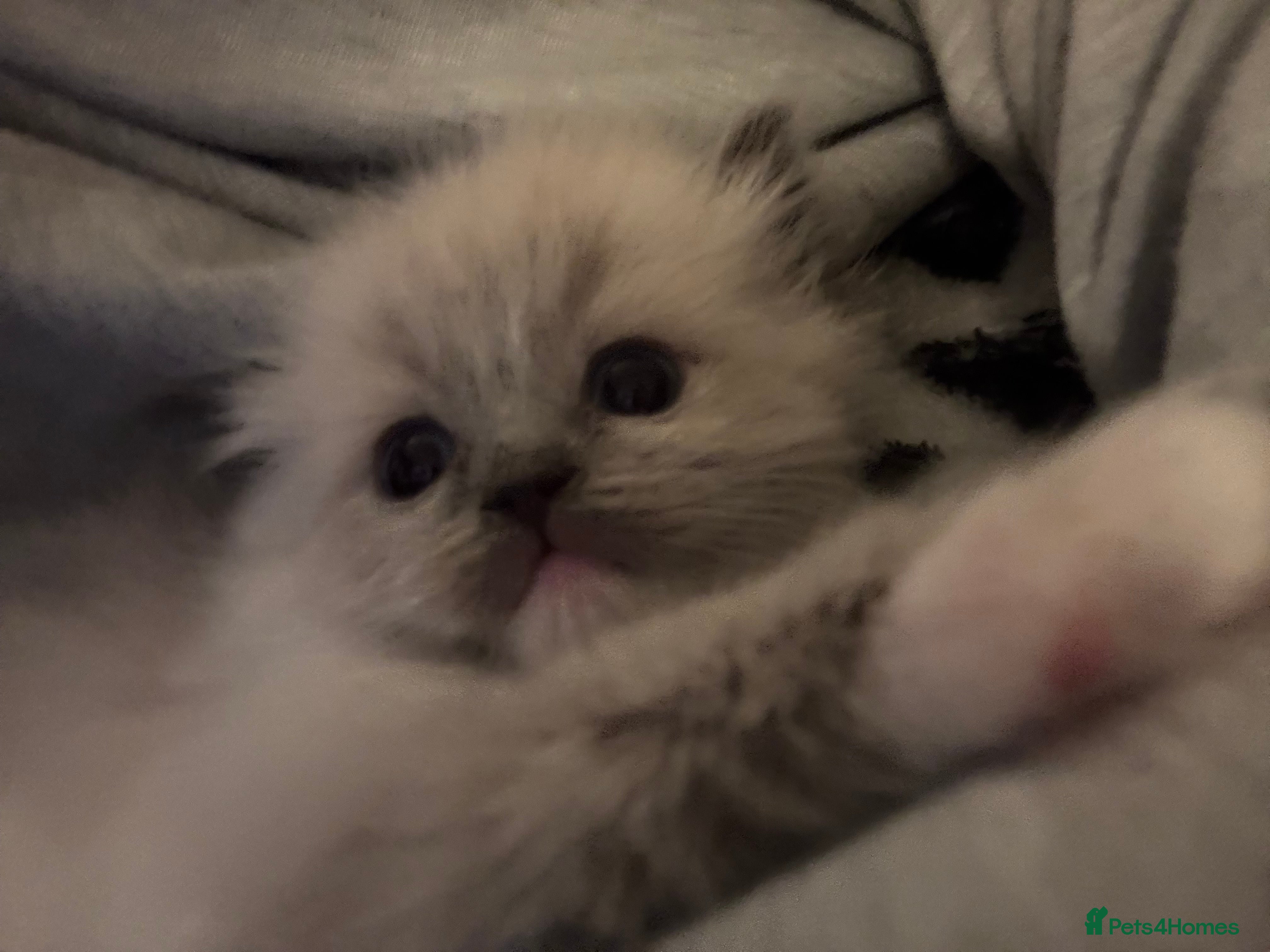 Ragdoll Kitten 3
