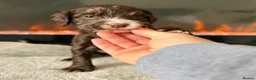 Cocker Spaniel dogs for sale: 🤍 Cocker spaniel puppies 🤍 - Advert 5