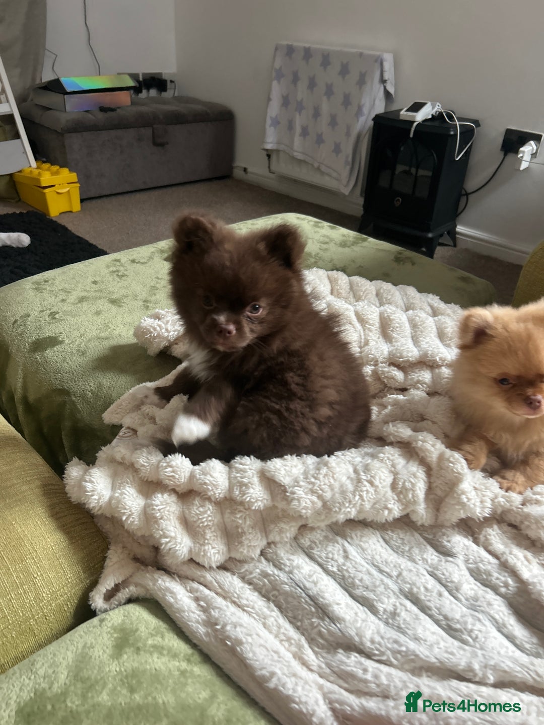 Pomeranian dogs for sale: 1 stunning rare markings Pom ready now  - Advert 20