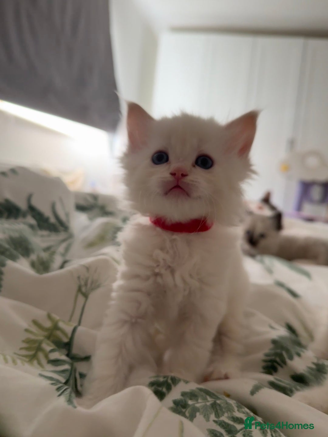 Ragdoll cats for sale: 8 ragdoll kittens, flame point, seal & blue point - Image 19