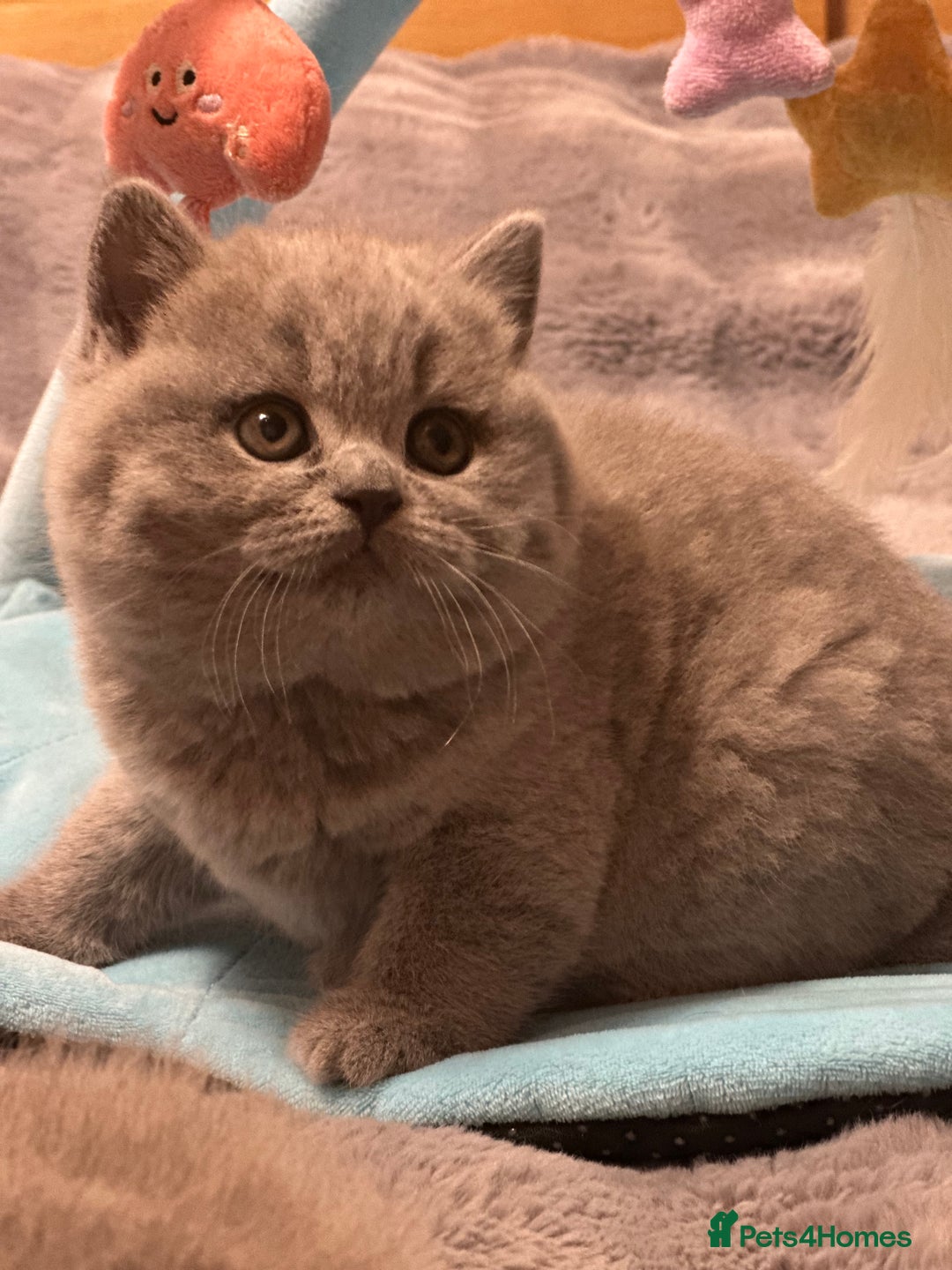 British Shorthair cats for sale: GCCF registered kitten  - Advert 16