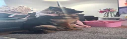 German Shepherd dogs for sale: 1 year old German Shepard in Paisley - Advert 3