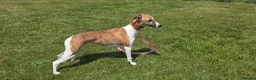 Whippet dogs for sale: Kc registered whippet puppy - Advert 2