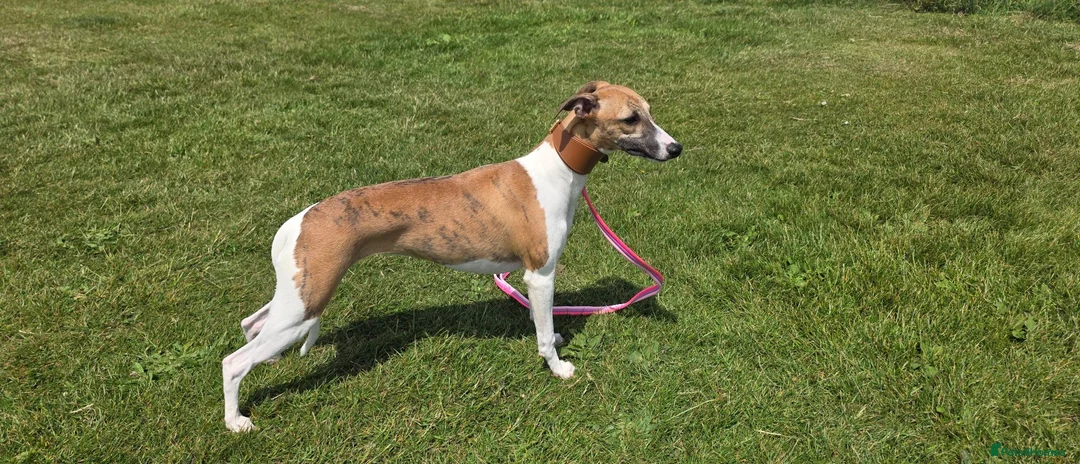 Whippet dogs for sale: Kc registered whippet puppy - Advert 2