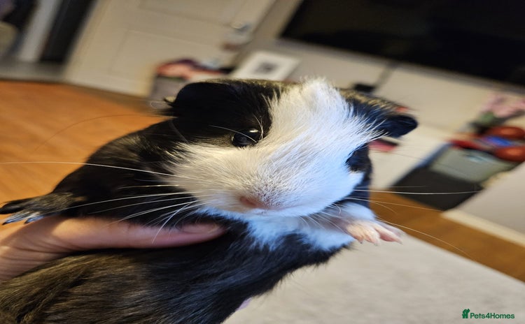Guinea Pig rodents - Advert 16