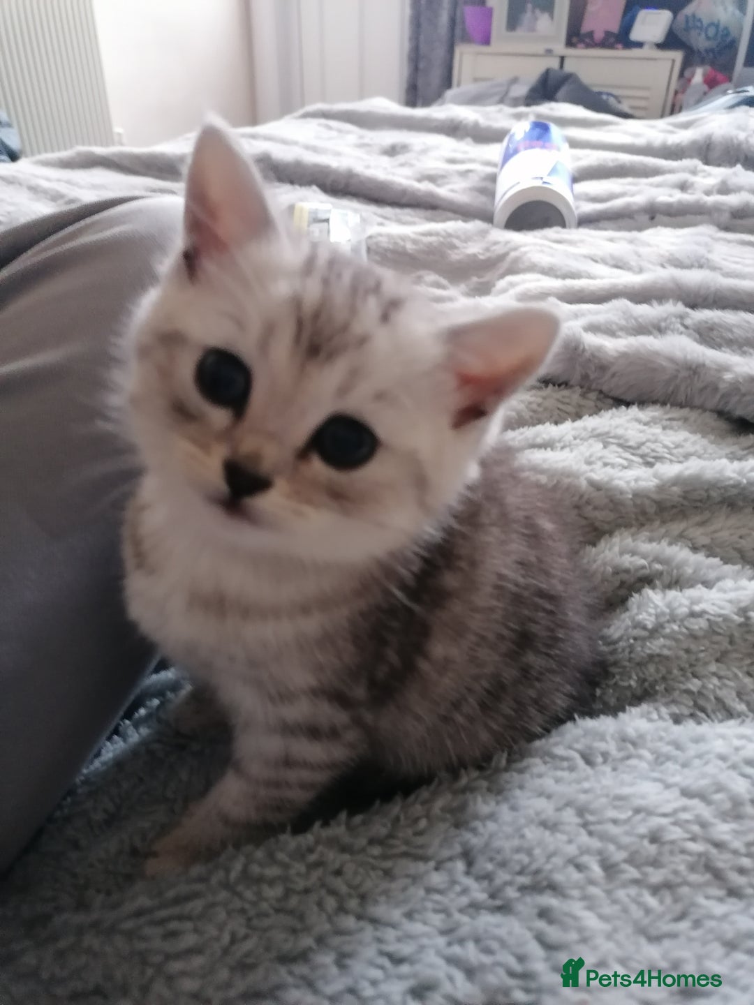 Mixed Breed cats for sale: Ragdoll x persian - Advert 10