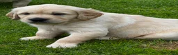Golden Retriever dogs for sale: 🐾 Beautiful Pedigree Golden Retriever Puppies  in Ballymena - Advert 4