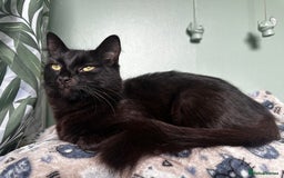 Mixed Breed cats for sale: 2 long haired black females❤️ - Image 11