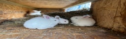 New Zealand rabbits for sale: Rabbits White New Zealand for Sale in Mountain Ash - Advert 6