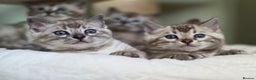 Bengal cats for sale: ❄️ Gorgeous Snow and Charcoal Bengals ❄️  - Advert 7