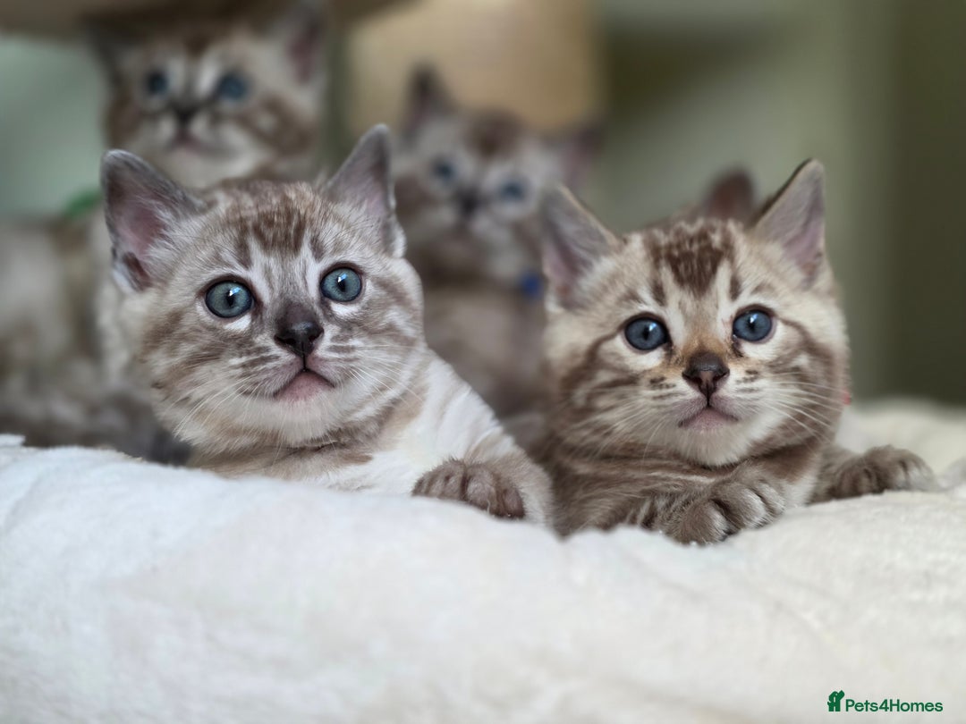 Bengal cats for sale: ❄️ Gorgeous Snow and Charcoal Bengals ❄️  - Advert 7