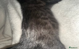 Bengal cats for sale: Beautiful bengals  - Advert 3