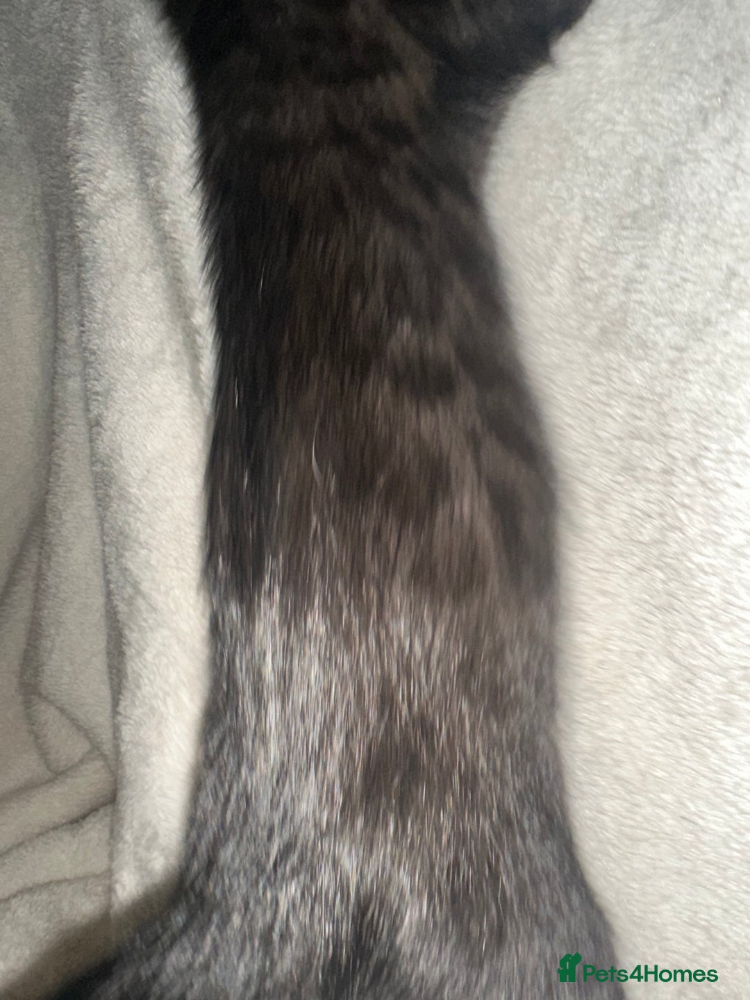 Bengal cats for sale: Beautiful bengals  - Advert 3