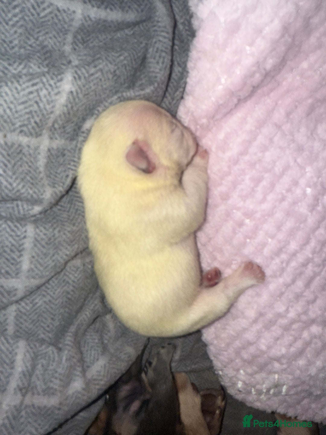 French Bulldog dogs for sale: Puppy frenchies for sale!! - Advert 17