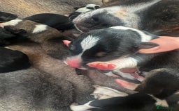 Mixed Breed dogs for sale: Pups for sale  - Image 9