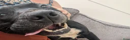 Staffordshire Bull Terrier dogs for sale: 2 Year old Bam  - Advert 4