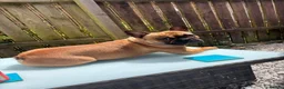 French Bulldog dogs for stud: French bulldog  - Advert 10