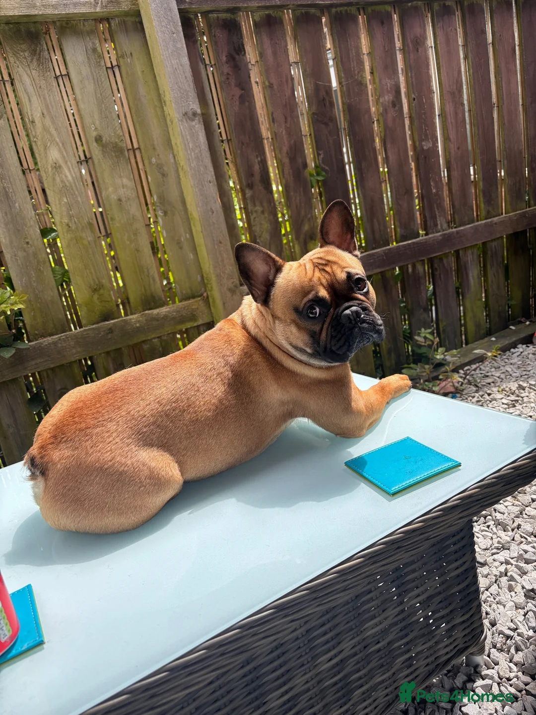 French Bulldog dogs for stud: French bulldog  - Advert 10