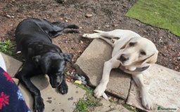 Labrador Retriever dogs for sale: Healthy lovely boy - Image 2