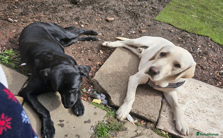 Labrador Retriever dogs - Advert 7