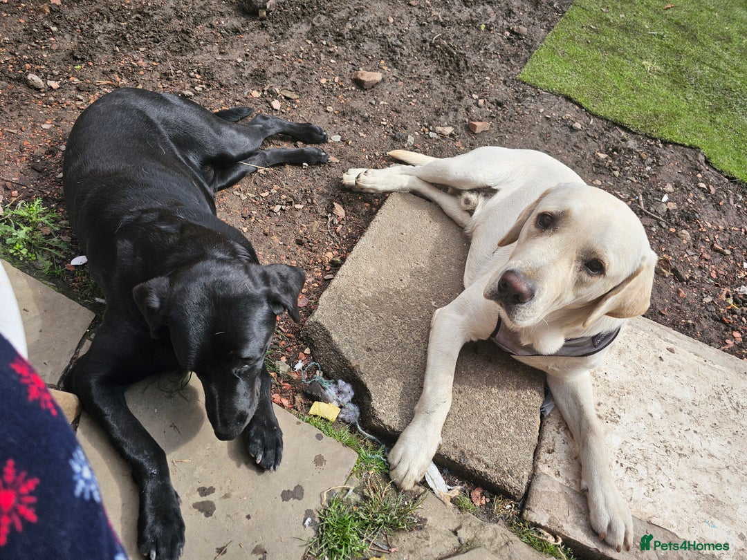 Labrador Retriever dogs for sale: Healthy lovely boy - Image 2