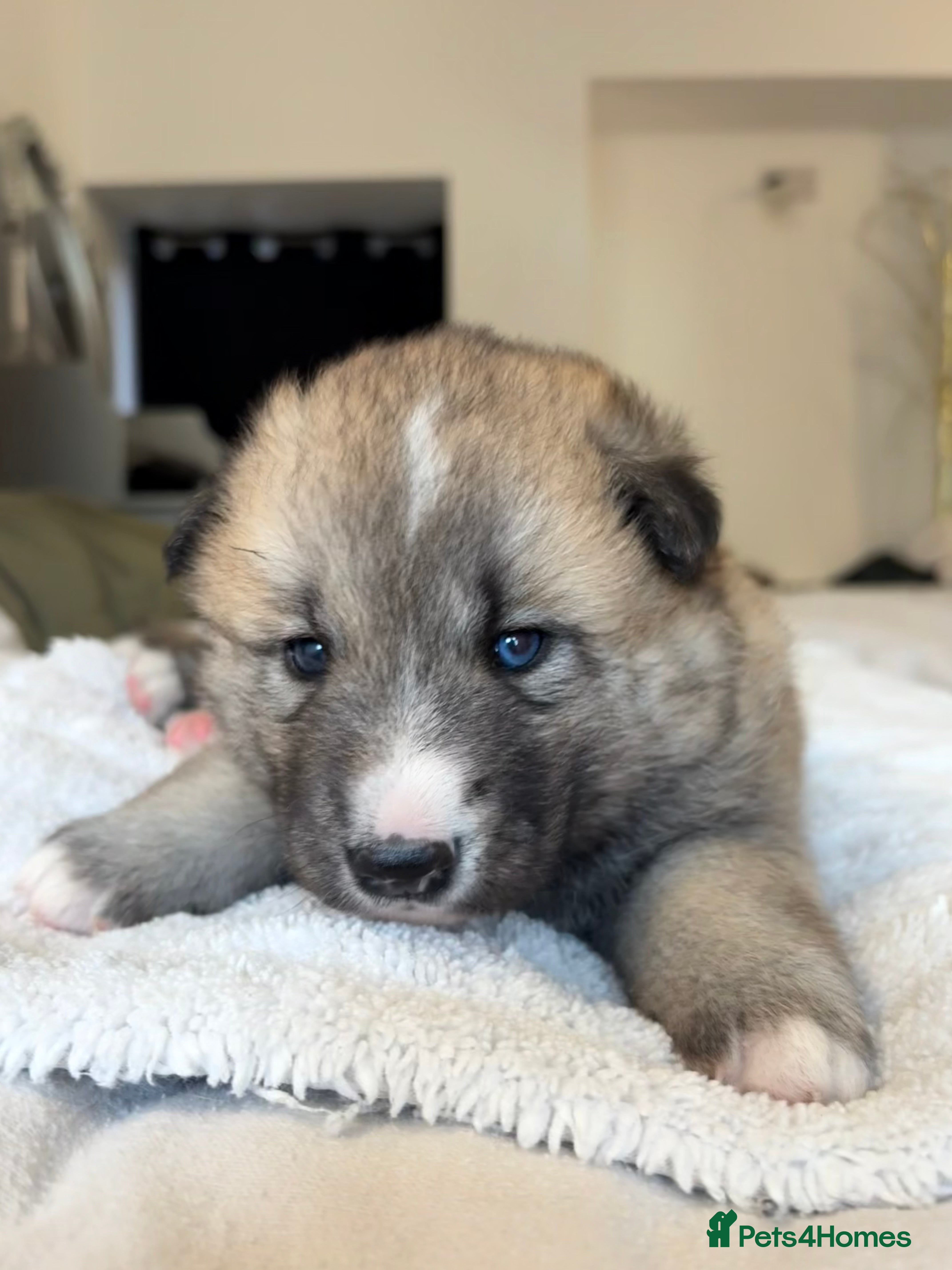 Shepsky dogs Shepsky Pups - Advert 1
