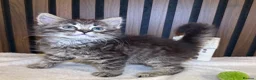 Ragdoll cats for sale: "Stunning Ragdoll Kittens | Tabby | Ready Now - Advert 9