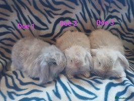 Mini Lop rabbits - Advert 4