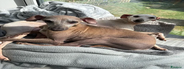 Georgie