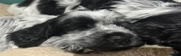 Cocker Spaniel dogs for sale: Blue Roan - Show - English cocker spaniels in Colchester - Advert 2