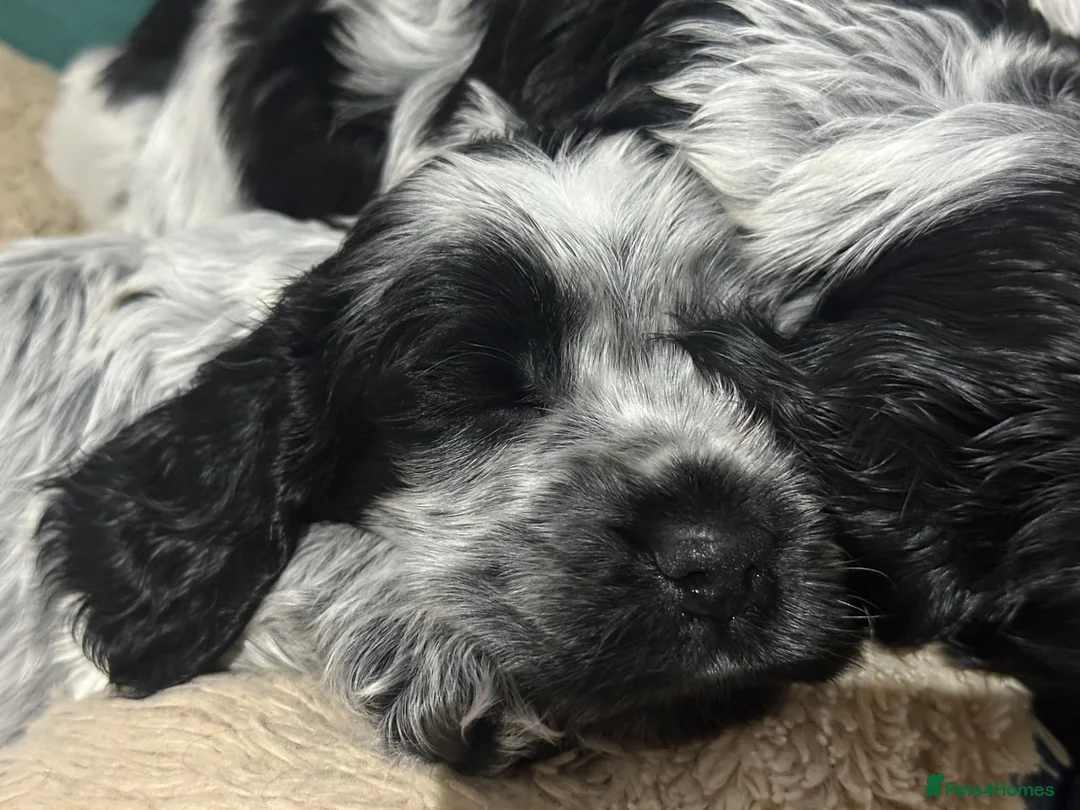 Cocker Spaniel dogs for sale: Blue Roan - Show - English cocker spaniels in Colchester - Advert 2
