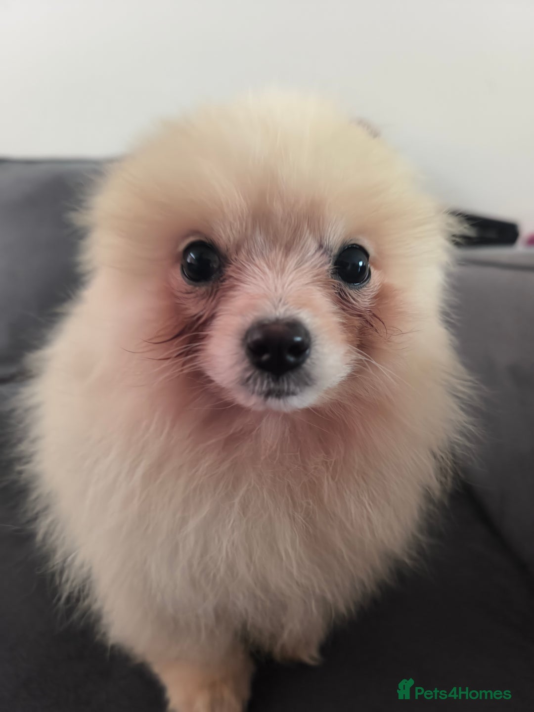 Pomeranian dogs for sale: Male Pomeranian  - Image 5