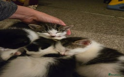 Mixed Breed cats for sale: Sweet kittens  - Image 11