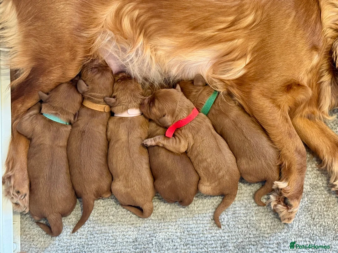 Cavapoo dogs for sale: F1 cavapoos  - Advert 4